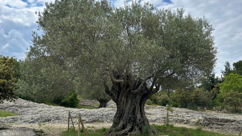Hypnothérapeute, je vous accompagne à retrouver votre paix intérieure, comme un olivier profondément enraciné.